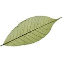 keep_letscrap_leaf