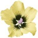 keep_letscrap_yellowflower