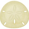 Sand Dollar