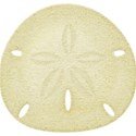 Sand Dollar