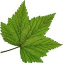 leaf 1