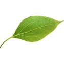 leaf 2