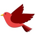 bird red