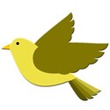 bird yellow