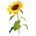 sparkle sunflower 2