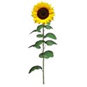sunflower (4)