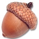 acorn