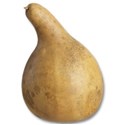 gourd 1