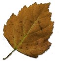 leaf 5