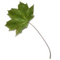 leaf 7