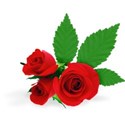 Roses Shadow 02