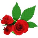 Roses Sticker 02