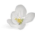 White Flower  Shadow 02