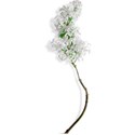 White Lilac Shadow 01