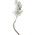 White Lilac Shadow 02