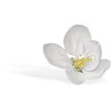 White Flower  Shadow 01