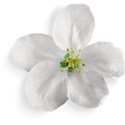 White Flower 02 Shadow 01
