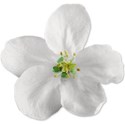 White Flower 02 Sticker 01