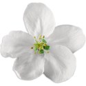 White Flower 02 Sticker 02