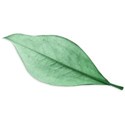 KITD_gourmande_leaf