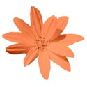 flowerorange