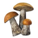 Mushroom2