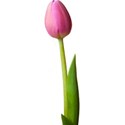tulip l