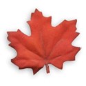 Leaf 02