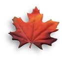 Leaf 03