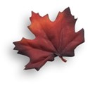 Leaf 06