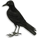 Raven 01