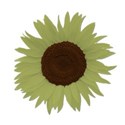 sunflowergreen