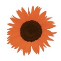sunflowerorange