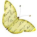 butterfly 3