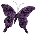 butterfly purple