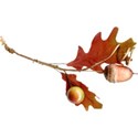 Acorn Branch