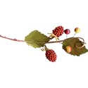 Berry Branch