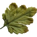 Leaf 01