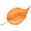 Leaf 04