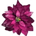 poinsetta pink