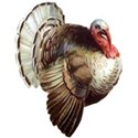 chey0kota_Thankful_ele (72)