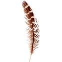 feather 3