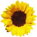 sunflower 1