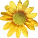 sunflower 2