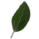 kfd_element_leaf