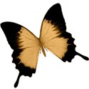 butterfly 2