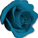 roseblue2