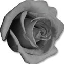 rosegray