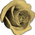 roseyellow