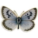 Butterfly copy